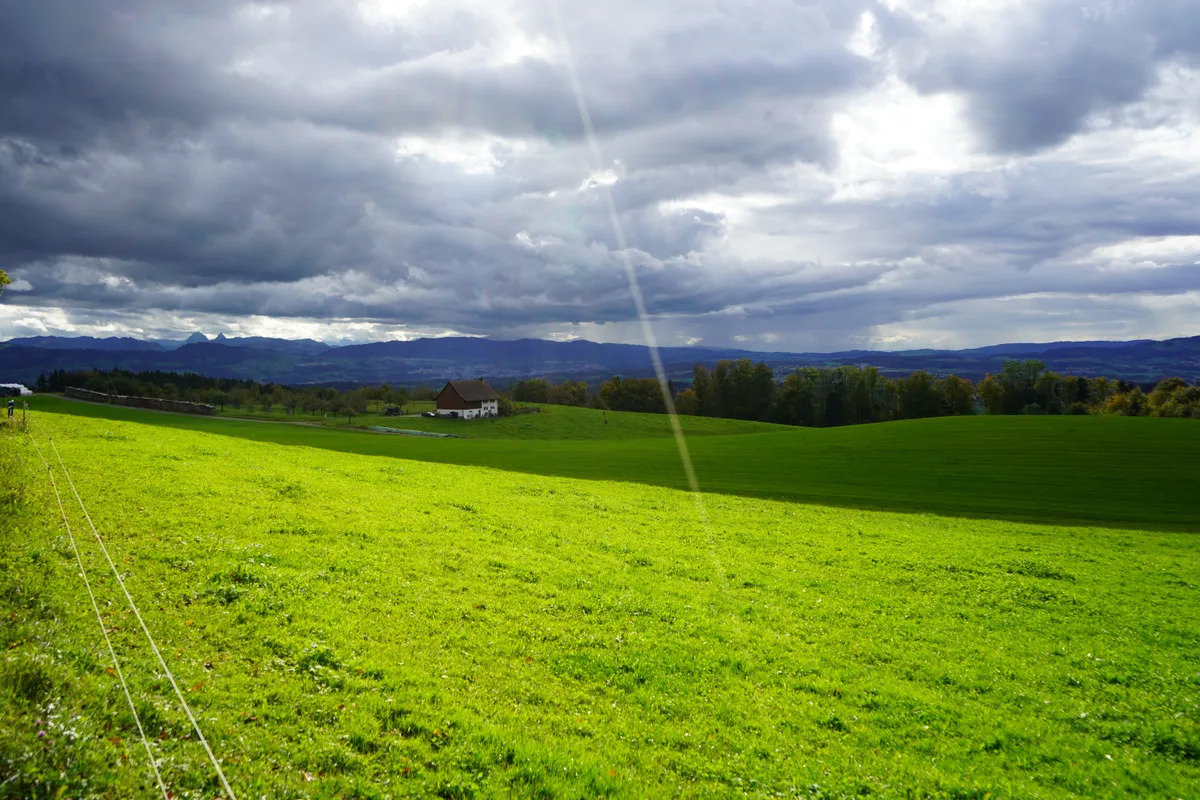 Eine Wiese und ein Haus im Hintergrund.